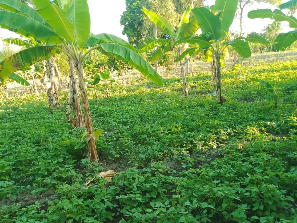 Jardin communautaire